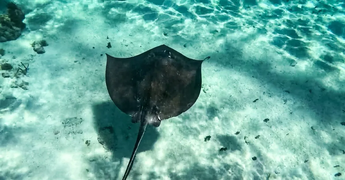 featured image: A stingray swimming over the sandy seabed in the clear turquoise water at Stingray City, part of the popular snorkeling and stingray excursion in Grand Cayman.