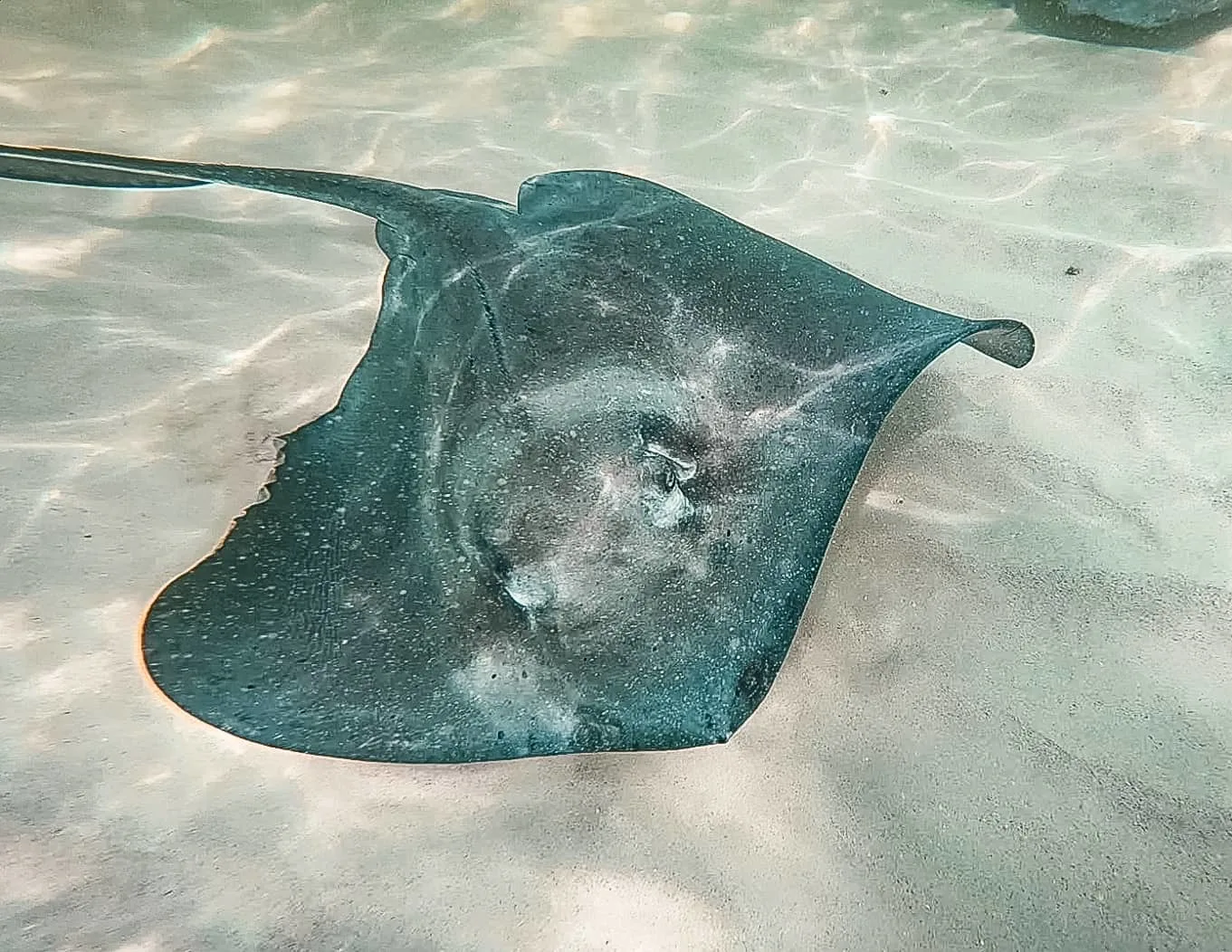 Grand Cayman: Stingray City • Tasty Itinerary#cruise #cruisevacation #stingraycity #grandcaymanisland #cruiseport #tastyitinerary #cruisevacation #caribbean #grandcaymanthingstodo