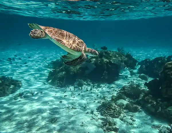 Sea turtle gliding above coral and sand during a snorkeling stop at Coral Gardens in Grand Cayman.