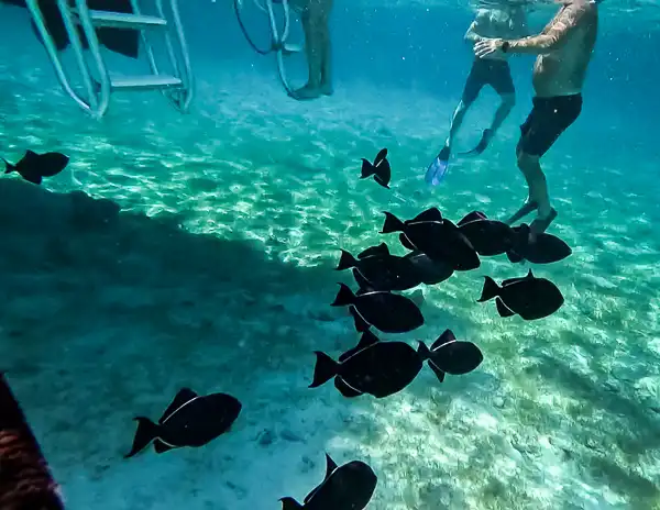 Snorkelers swimming near a school of dark tropical fish in clear turquoise water during a reef snorkeling stop in Grand Cayman.
