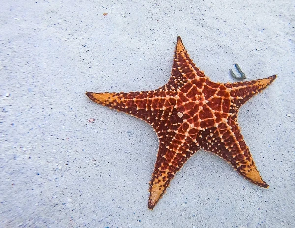starfish underwater at starpoint beach in grand cayman