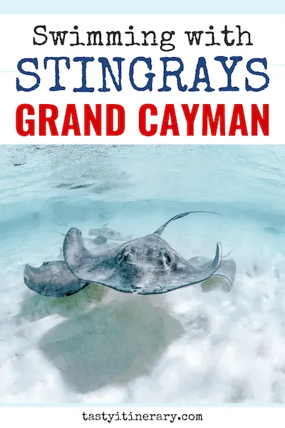pinterest marketing pin | swim with stingrays in grand cayman