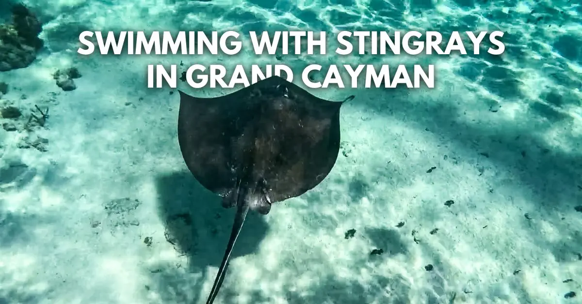 featured blog image: A stingray gliding over the sandy seabed in the clear turquoise water at Stingray City, Grand Cayman, with text overlay that reads “Swimming with Stingrays in Grand Cayman.”