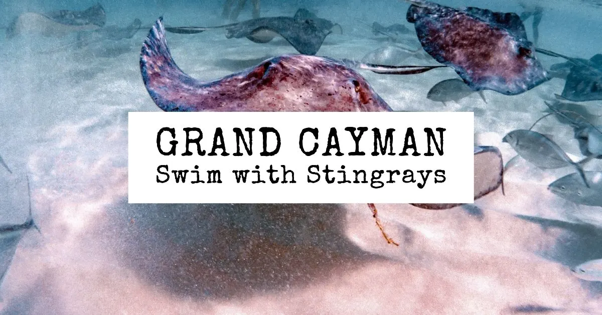 featured blog image | swimming with stingrays in grand cayman