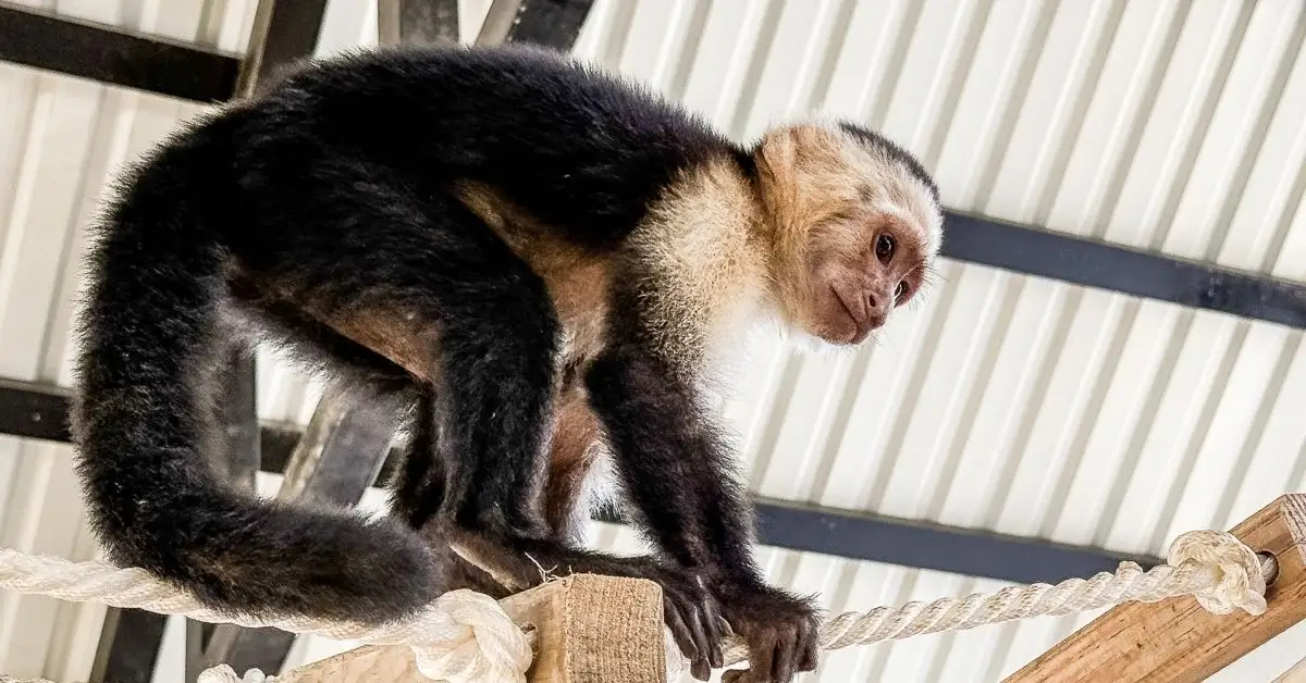 featured image: White-faced capuchin monkey at the Monkey and Sloth Hangout in Roatán, Honduras.