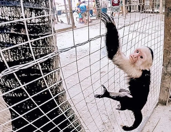 Monkey at Daniel Johnson's Hangout in Roatan