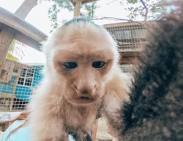 Monkey at Daniel Johnson's Hangout in Roatan