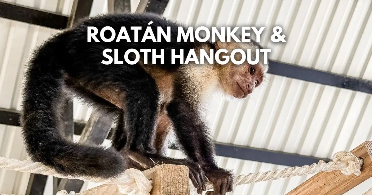 featured blog image: Capuchin monkey climbing a rope inside the Monkey and Sloth Hangout in Roatán, Honduras.