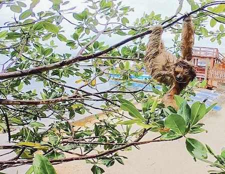 Sloth hanging out in the mangrove on a rainy day at Daniel Johnson's