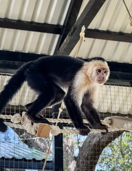White-faced capuchin monkey climbing inside its enclosure at the Monkey and Sloth Hangout in Roatán, Honduras.
