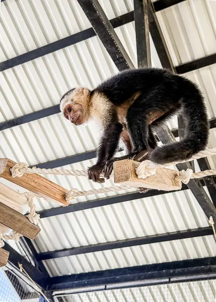 White-faced capuchin monkey climbing a rope bridge inside the Monkey and Sloth Hangout in Roatán, Honduras.