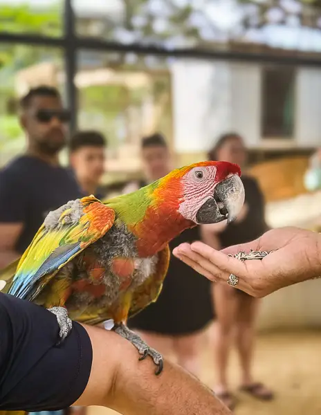 Colorful macaw perched on a visitor’s arm while being fed at the Monkey and Sloth Hangout in Roatán, Honduras.