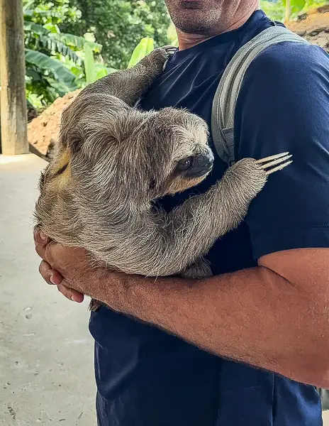 Three-toed sloth being gently held by a visitor at the Monkey and Sloth Hangout in Roatán, Honduras.