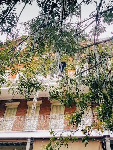 Mardi Gras beads hanging on tree branches in New Orleans