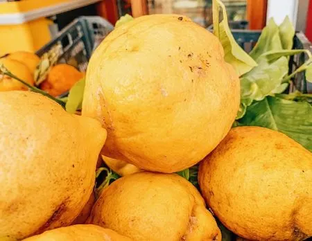 Big yellow lemons in Capri, italy