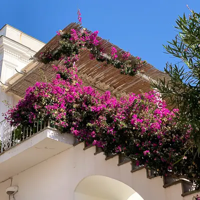 pink bougainvillea decorating the balcony of a second floor of home in anacapri