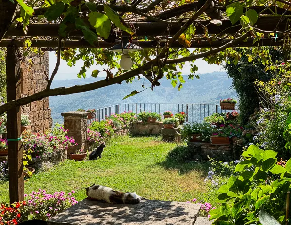 idyllic green garden framed by vines with a view and cats relaxing