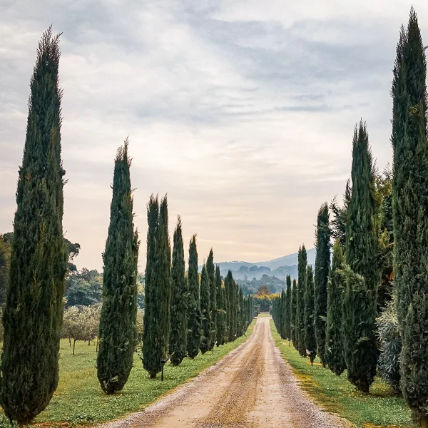 long dirt road with cypress trees in italy