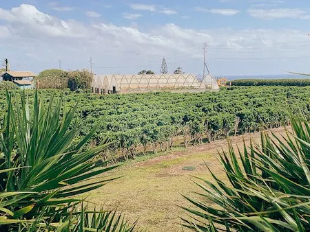 Rows of coffee coffee plants and greenhouse at Kauai Coffee Plantation