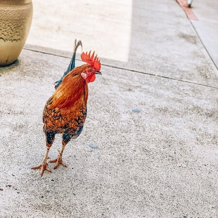 A Kauai rooster 