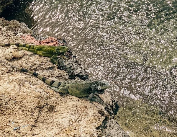 Iguanas looking to sunbathe on a side of a cliff in Curacao
