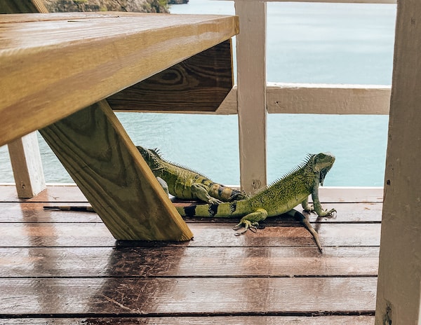 Iguanas hanging out in Curacao Restaurant