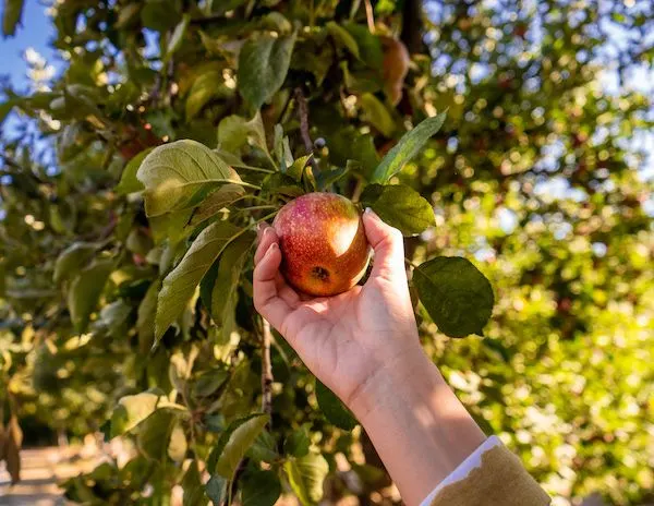 picking an apple off a tree