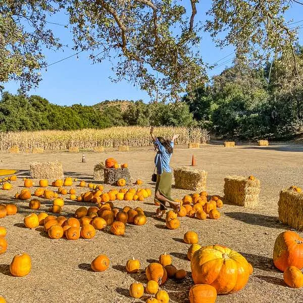 Boccali's Pumpkin Patch... pumpkins with female running through the pumkin patch