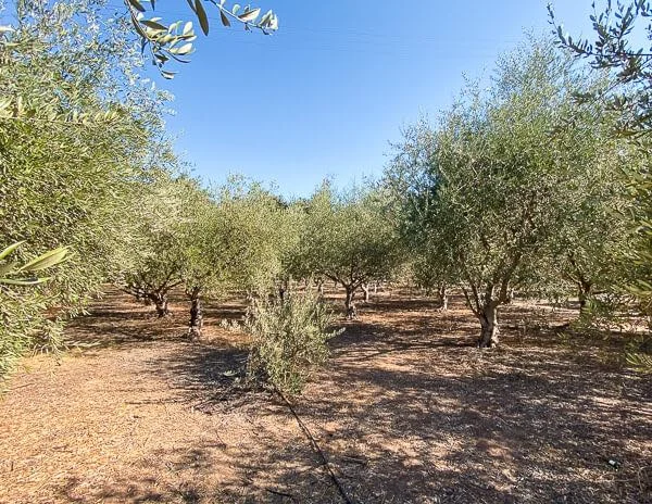 Ojai Olive Oil Farm