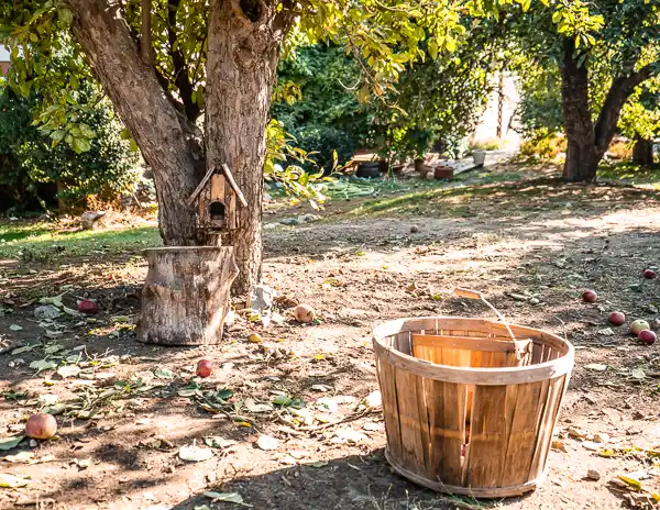 Wooden basket under an apple tree at Willowbrook Apple Farm