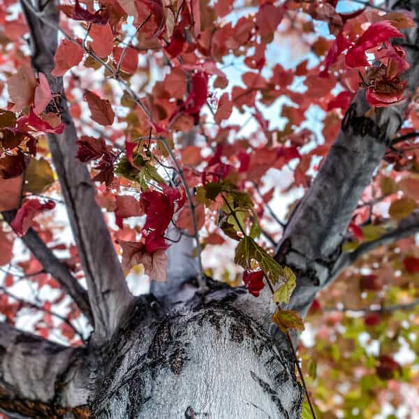 A close-up view of a tree with vibrant red and orange autumn leaves in Big Bear, California, set against a bright sky.