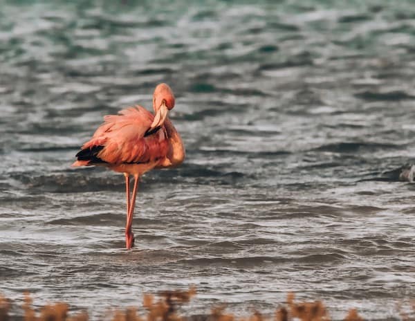 pink flamingo