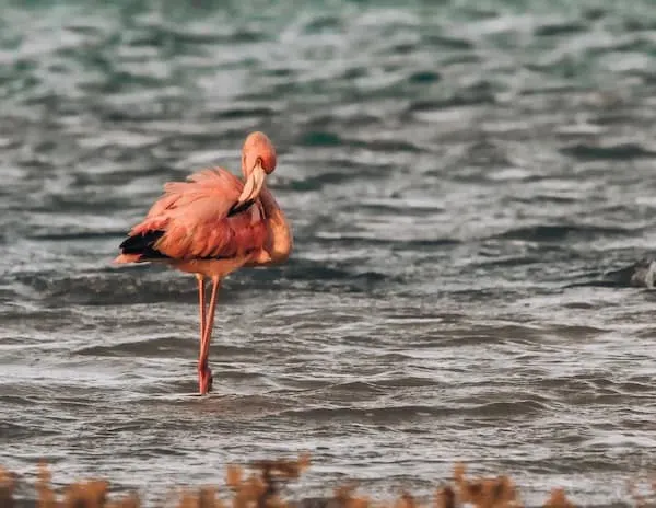 pink flamingo