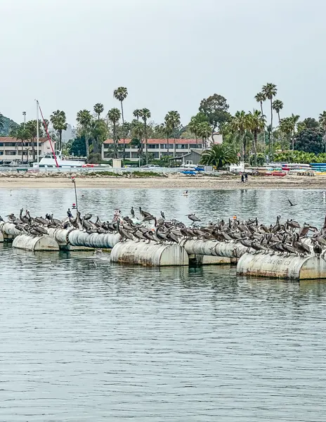 pelicans in santa barbara harbor