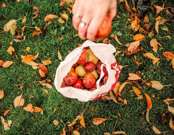 a hand dropping an apple in a bag of apple surrounded by fall leaves | apple picking in los angeles