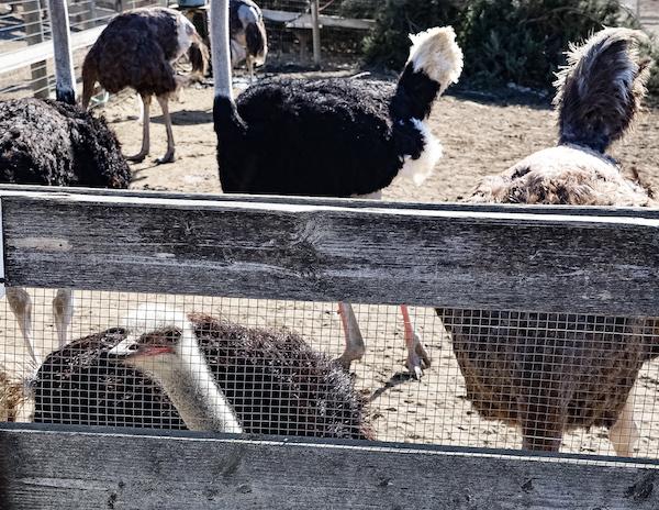 Ostrich Farm Solvang