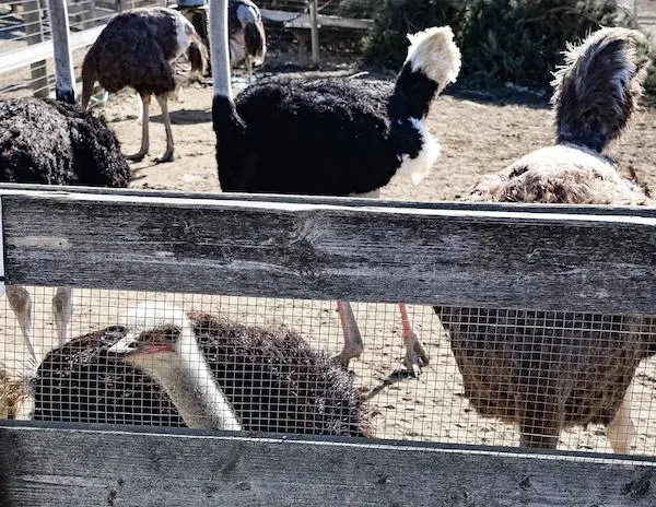 Ostriches gather behind a wooden fence at a farm, with a few peering curiously at the camera, set against a sandy, open-air enclosure.