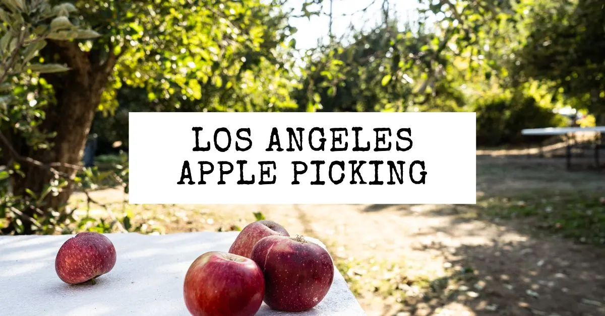 featured blog image | apple picking in los angeles california