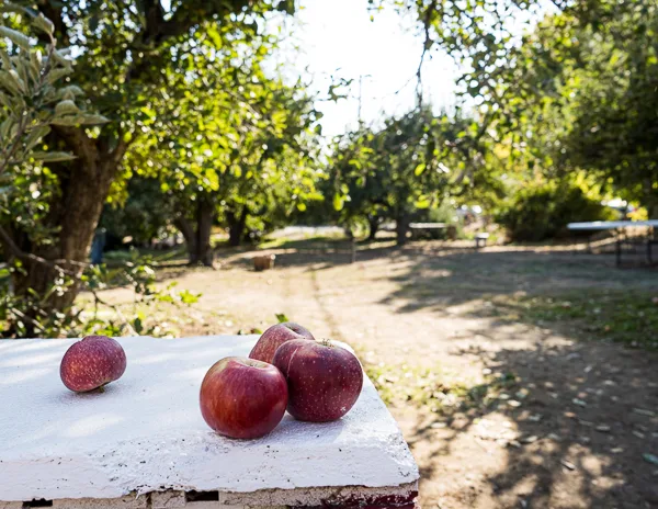 Freshly picked apples resting on a white surface with an apple orchard in the background, bathed in sunlight in Oak Glen, California.