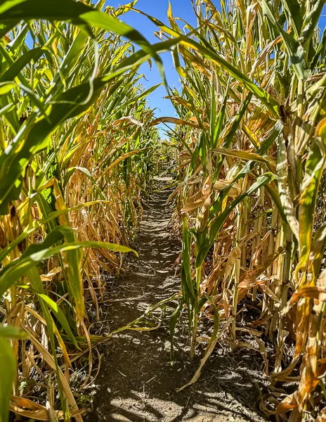 path in a corn maze