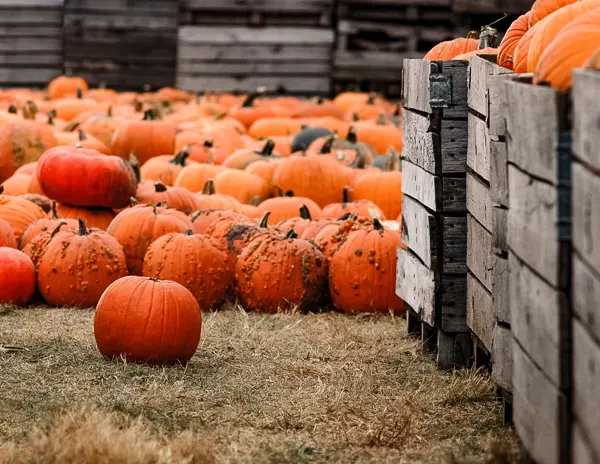 pumpkin patch