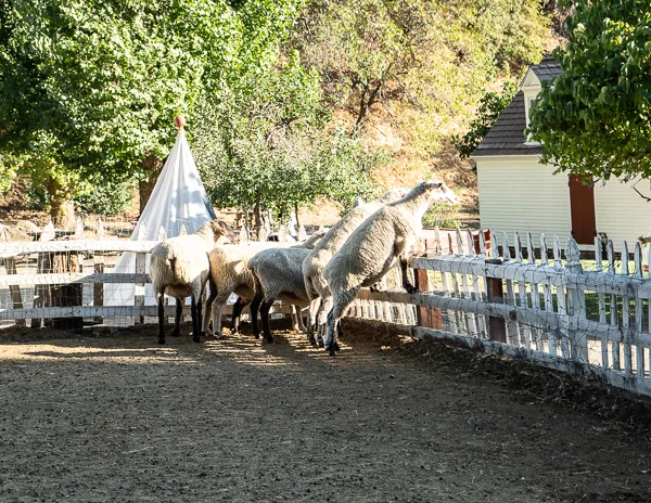 sheep at rileys farm in oak glen