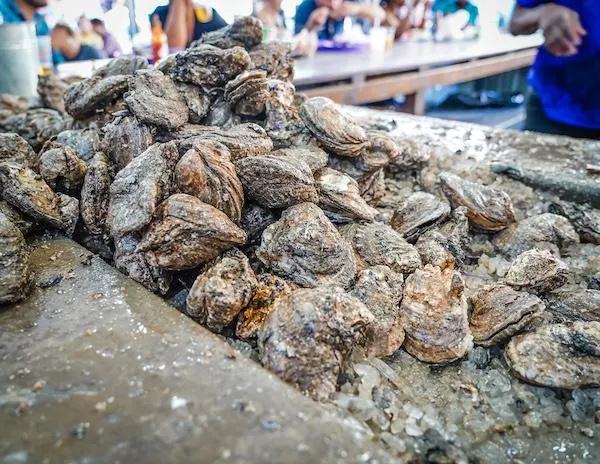 fresh oysters