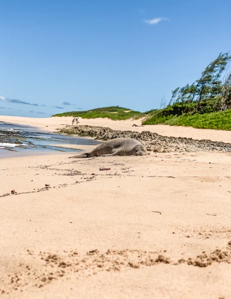 hawaiian monk seal in kauai
