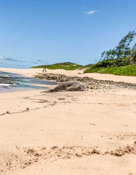 A Hawaiian monk seal sunbathing on a sandy beach in Kauai, with gentle waves, rocky shoreline, lush greenery, and a bright blue sky in the background.