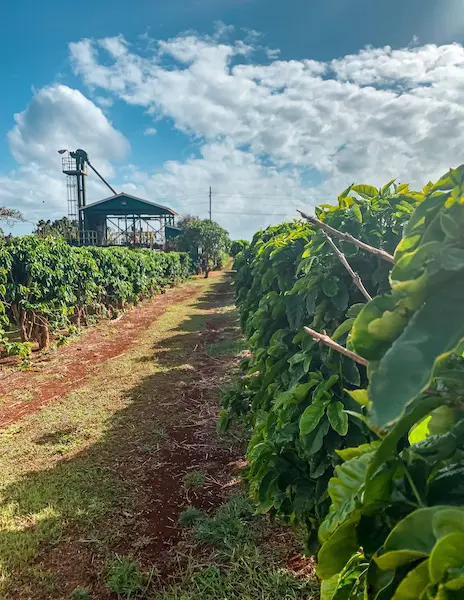 Rows of vibrant green coffee plants at Kauai Coffee Company Estate with a clear blue sky, scattered clouds, and a processing facility in the background.