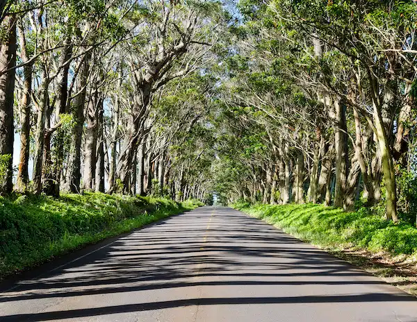 Tree Tunnel in Kauai, Hawaii, with a paved road shaded by tall eucalyptus trees lining both sides, creating a picturesque and serene canopy.
