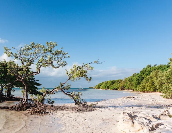 white sandy beach with calm water with trees and mangroves