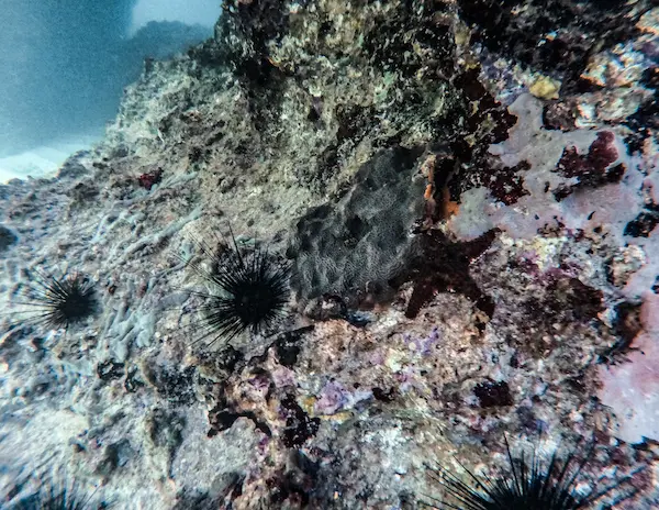 sea urchins, starfish and coral