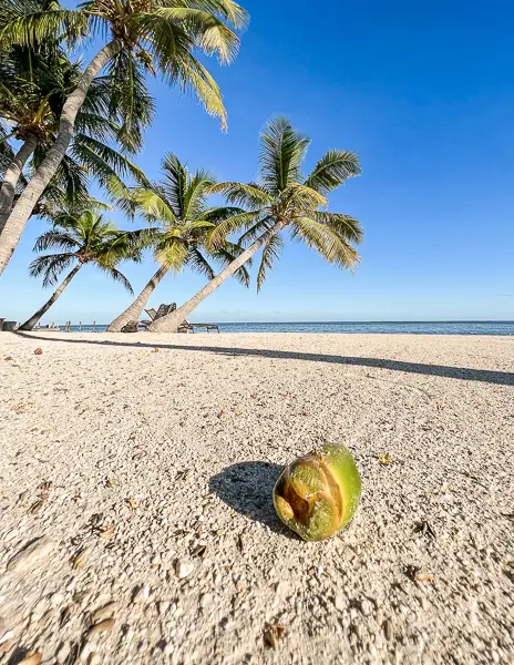 baby coconut on sand with palm trees and water behind it